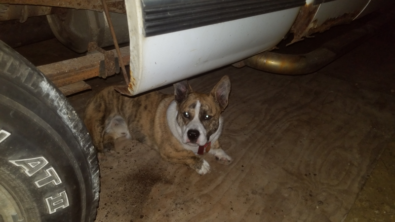 He is literally the worst helper. He tries to bite all the power tools. Dick.